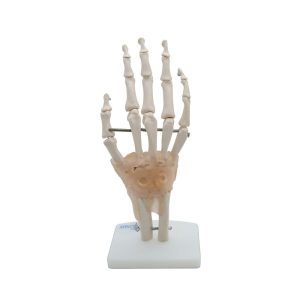 ARTICULACIÓN DE MANO CON LIGAMENTOS – XCH-XC-114A