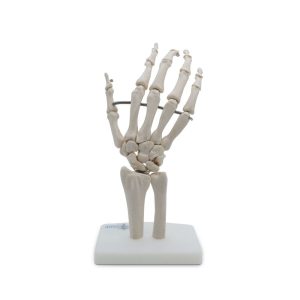 ARTICULACIÓN DE MANO TAMAÑO NATURAL – XCH-XC-114