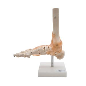 ARTICULACIÓN DE PIE CON LIGAMENTOS – XCH-XC-113A