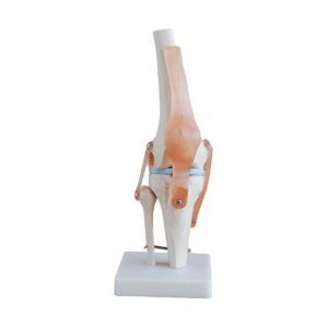 ARTICULACIÓN DE RODILLA – XCH-XC-111