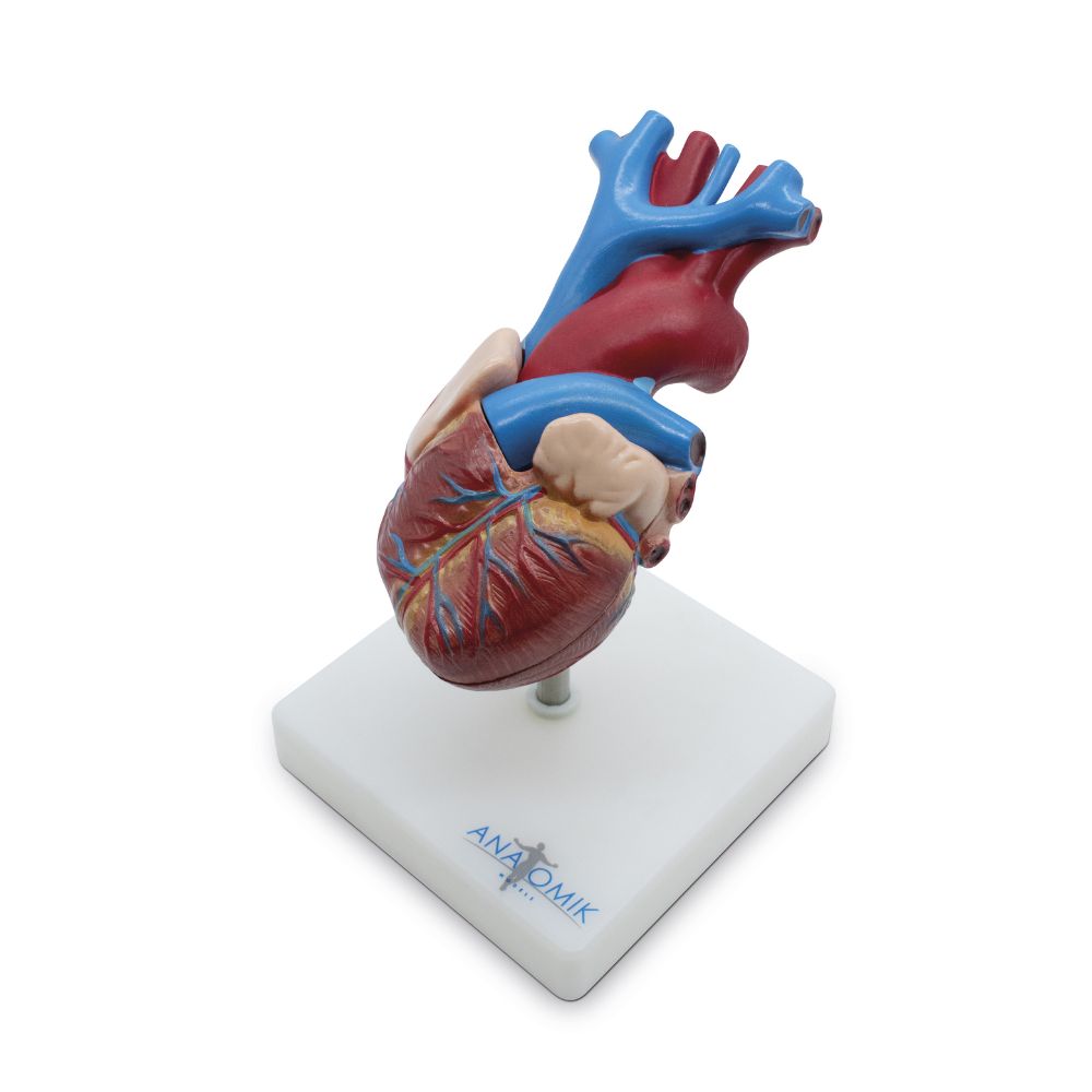 CORAZÓN DE TAMAÑO NATURAL EN 2 PARTES – XCH-XC-307A
