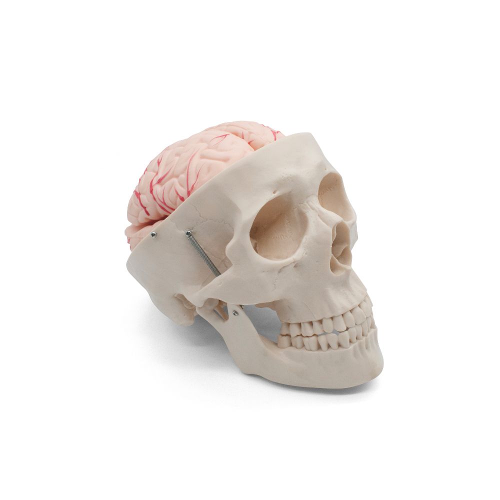 CRÁNEO CON CEREBRO EN 8 PARTES – XCH-XC-104E
