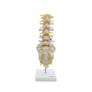 JUEGO DE 5 VÉRTEBRAS CON SACRO, CÓXIS Y HERNIA DISCAL – XCH-XC-119