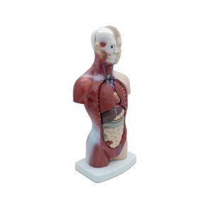 MINI TORSO UNISEX 26CM 15 PARTES – XCH-XC-203