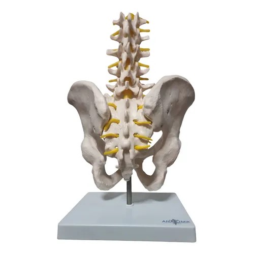 PELVIS CON 5 VÉRTEBRAS LUMBARES – XCH-XC-115