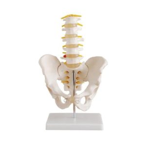 SET LUMBAR EN 4 PIEZAS – XCH-XC-118