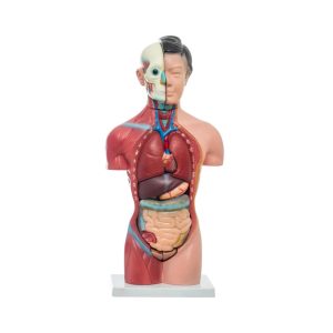 TORSO FEMENINO 42 CM 13 PARTES – XCH-XC-202B