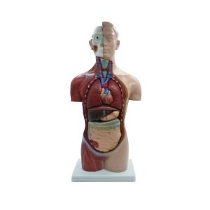 TORSO UNISEX 42CM 18 PARTES – XCH-XC-207