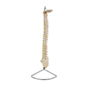 COLUMNA VERTEBRAL TAMAÑO NATURAL – XCH-XC-107