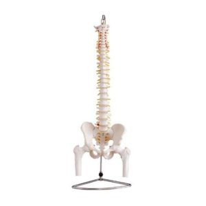 COLUMNA VERTEBRAL CON PELVIS Y FÉMUR – XCH-XC-126
