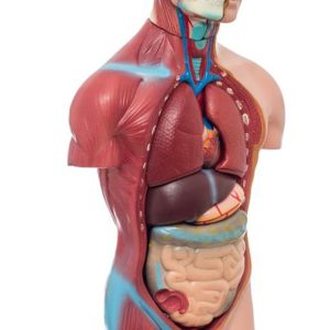 TORSO MASCULINO 42CM 13 PARTES – XCH-XC-202A